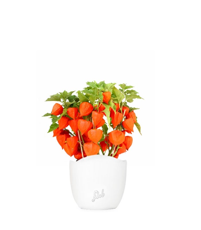 Physalis alkekengi | Lanterne cinesi