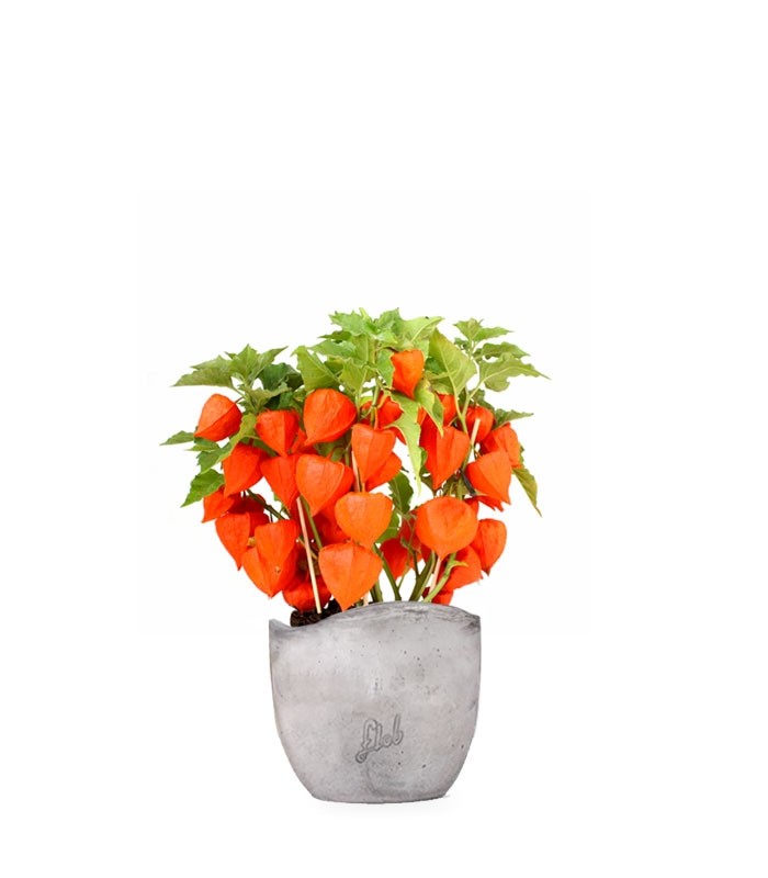 Physalis alkekengi | Lanterne cinesi