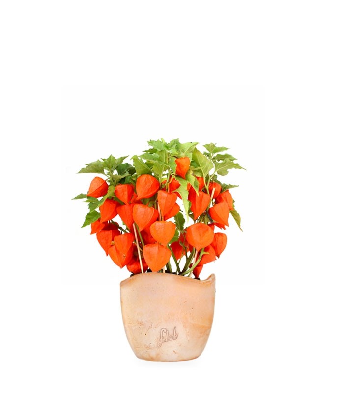 Physalis alkekengi | Lanterne cinesi