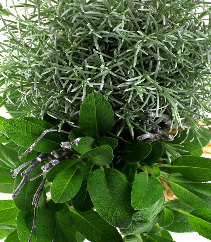 Piante di Salvia e Liquirizia