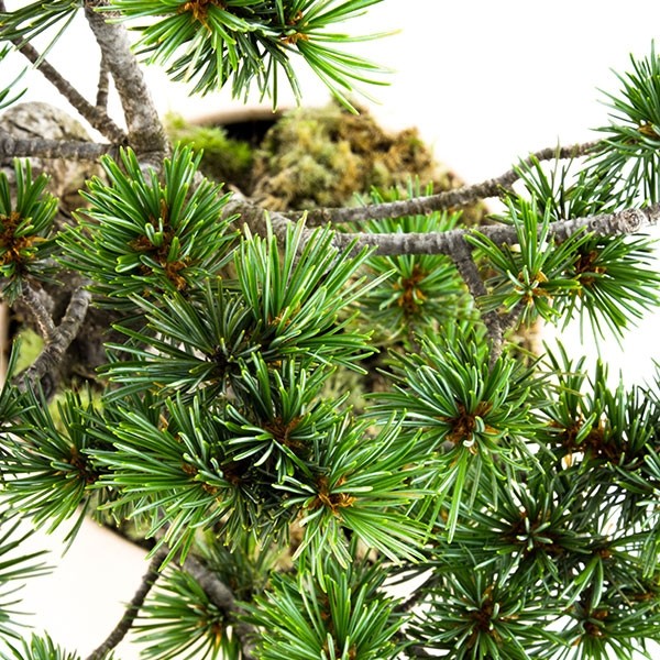 Pinus Pentaphilla