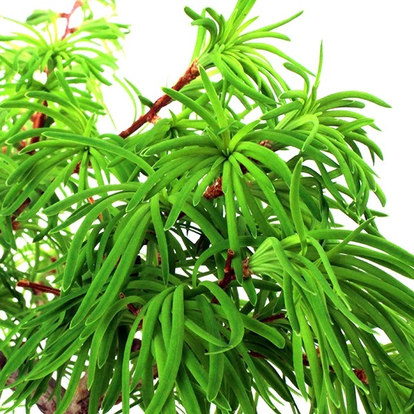 Pseudolarix L
