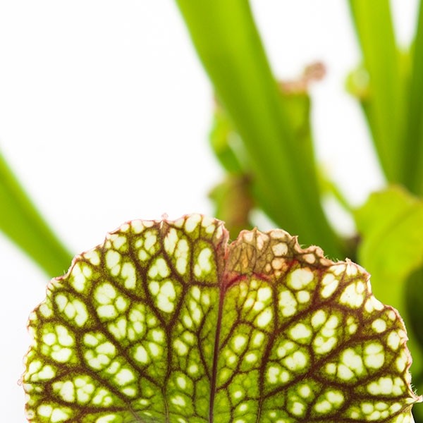 Sarracenia Farnhamii XL