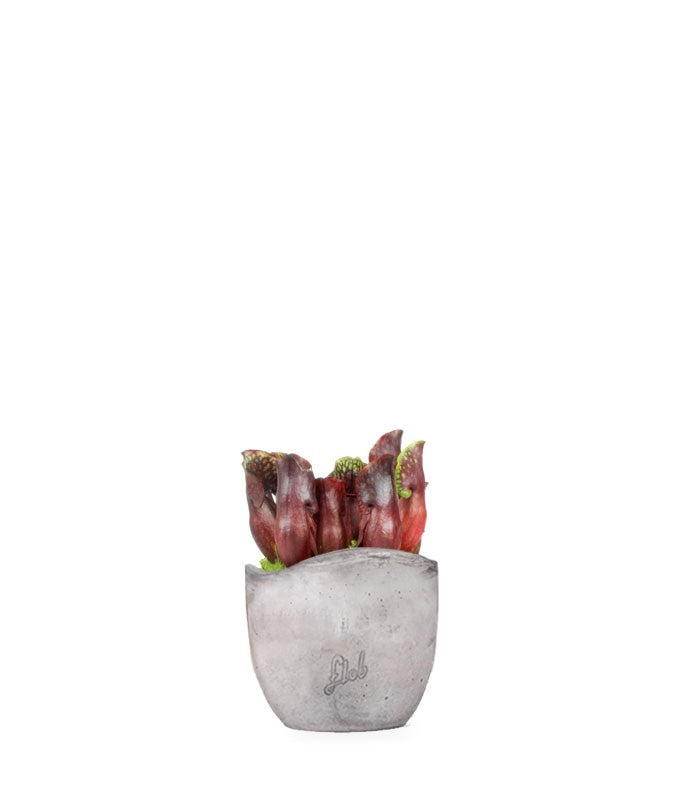 Sarracenia Maroon