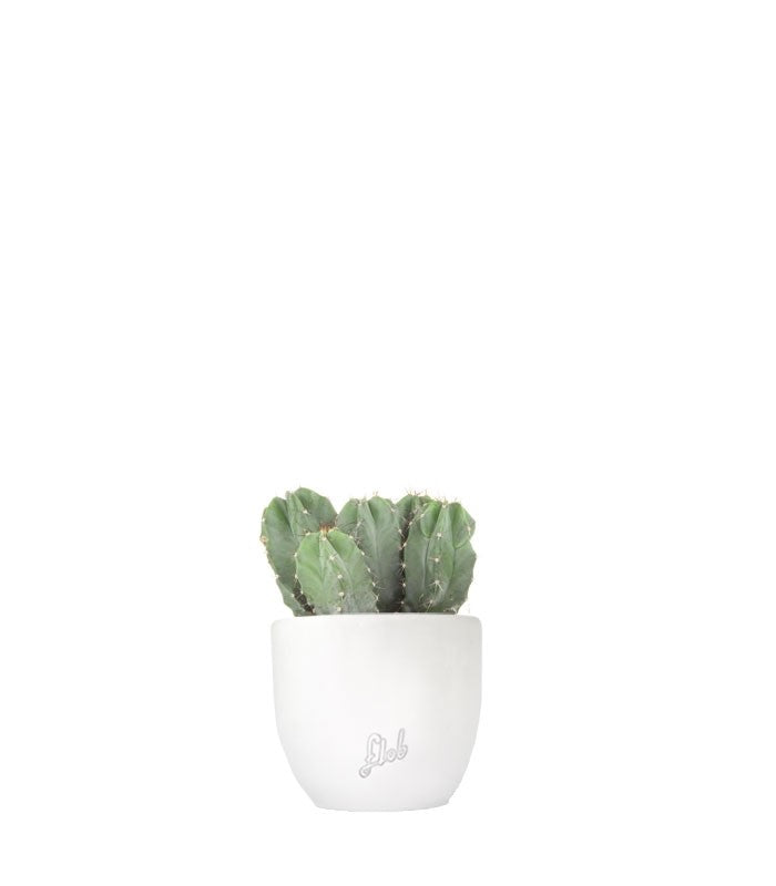 Stenocereus pruinoso