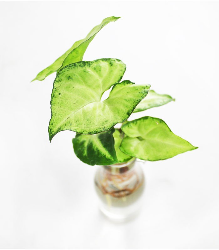 Syngonium idroponica in bottiglia
