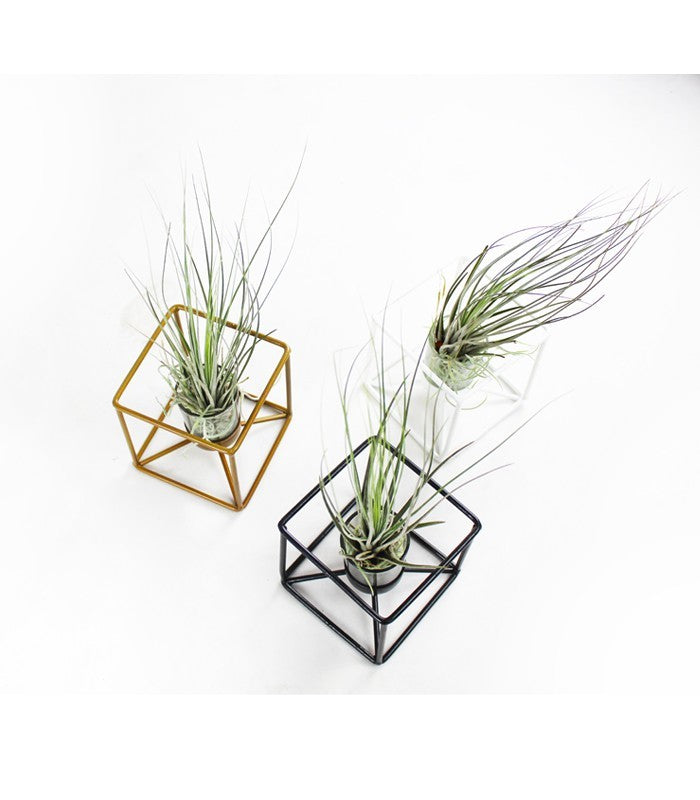 Tillandsia con supporto colore bianco