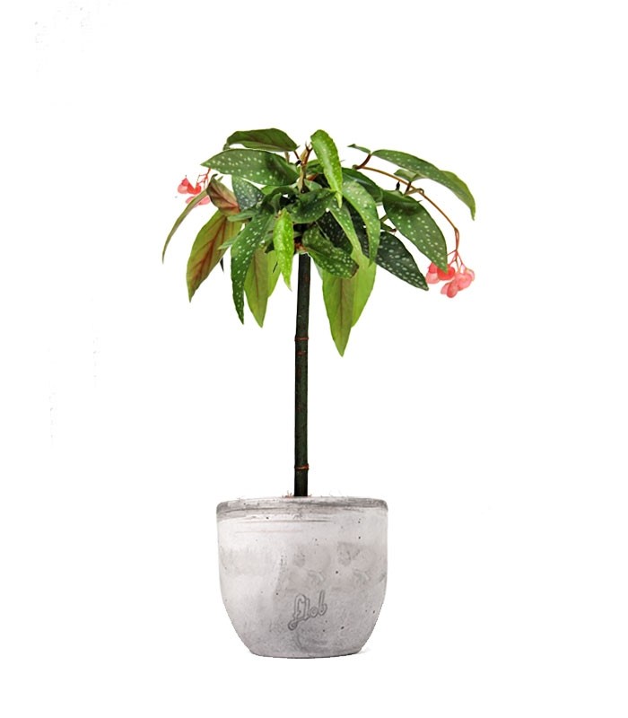 Begonia Tamaya