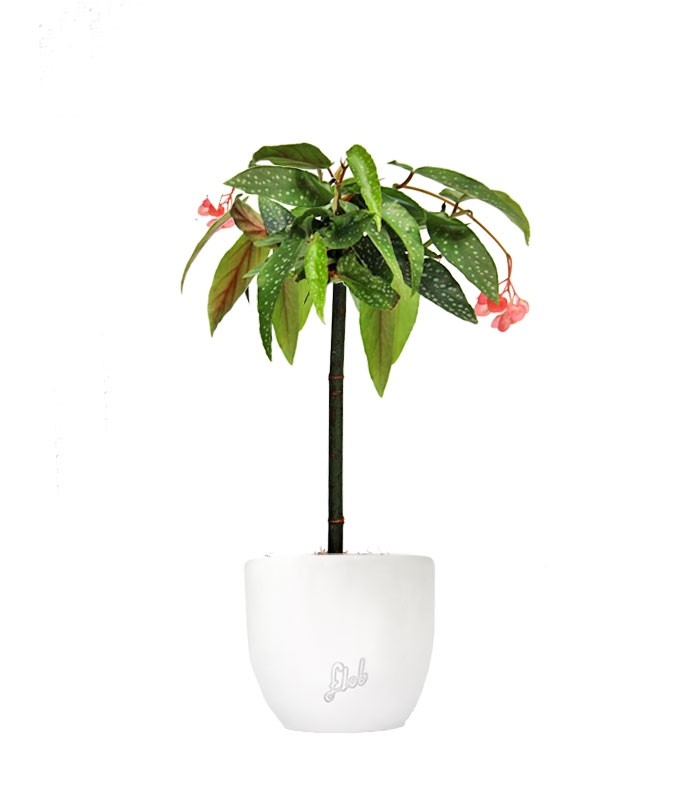 Begonia Tamaya