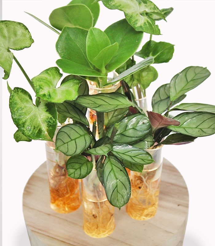 Mix piante verdi in idroponica con led