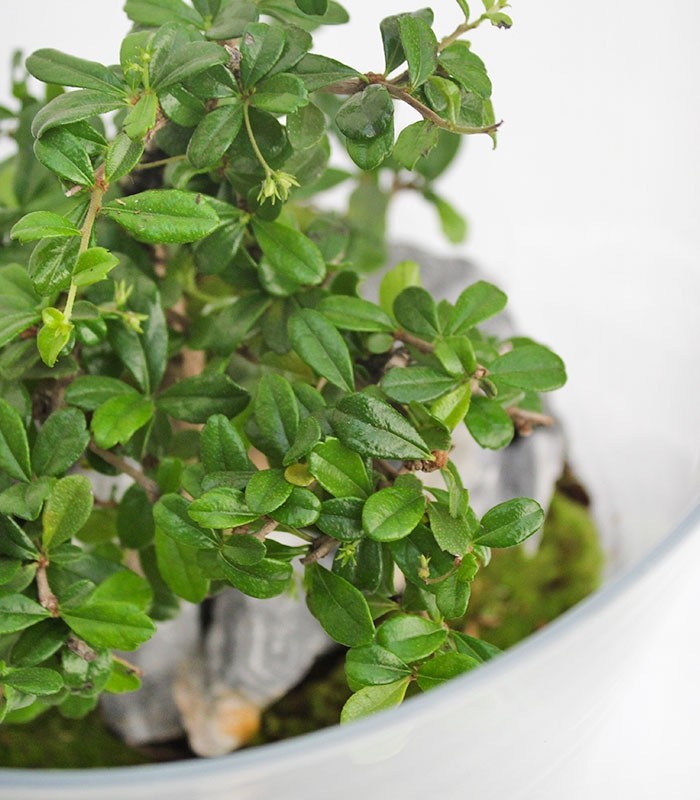 Carmona Bonsai in Terrarium
