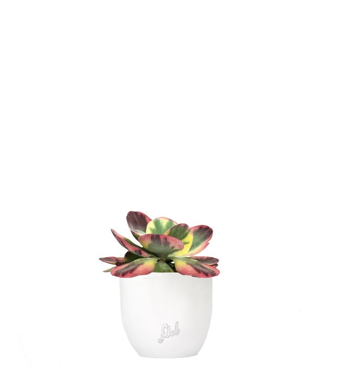 Kalanchoe thyrsiflora variegata