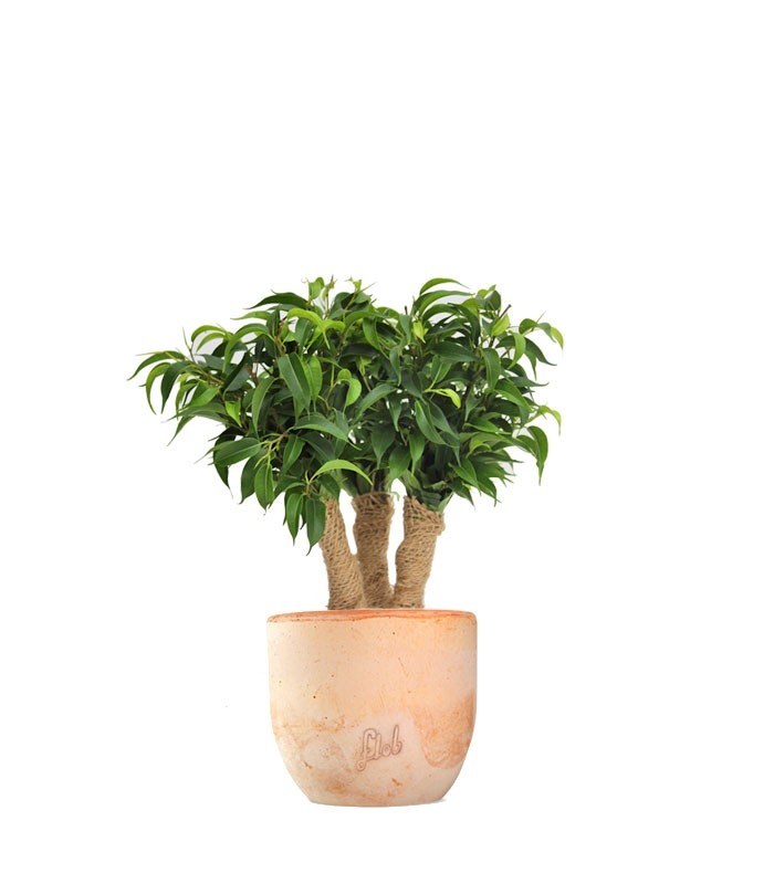 Ficus benjamin - forest
