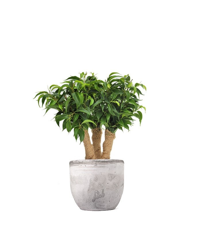 Ficus benjamin - forest
