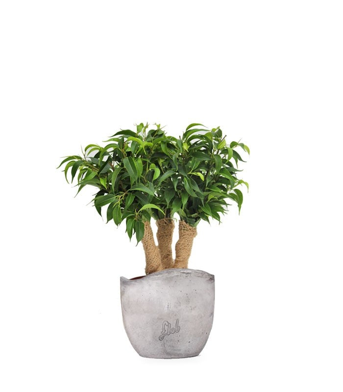 Ficus benjamin - forest