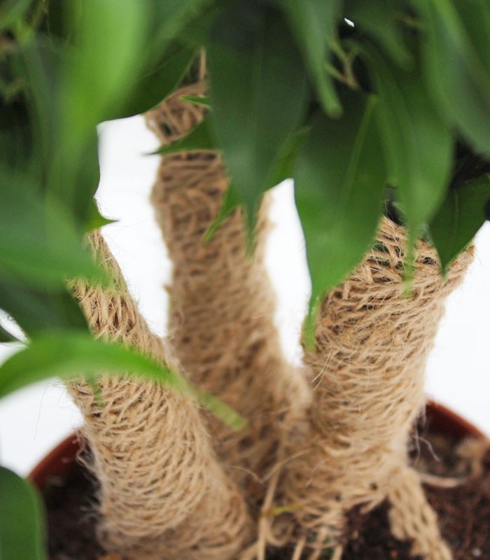 Ficus benjamin - forest