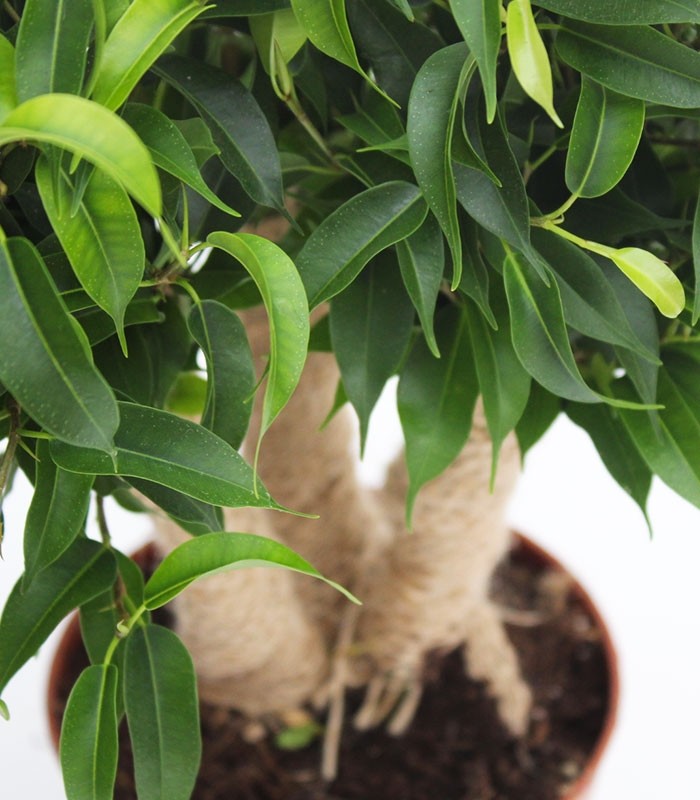 Ficus benjamin - forest