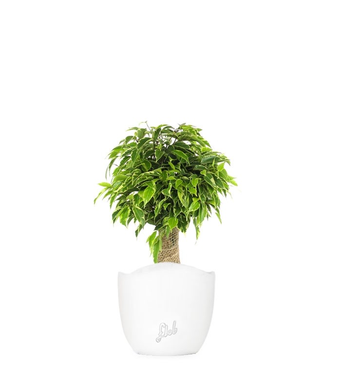 Ficus benjamin - tronchetto