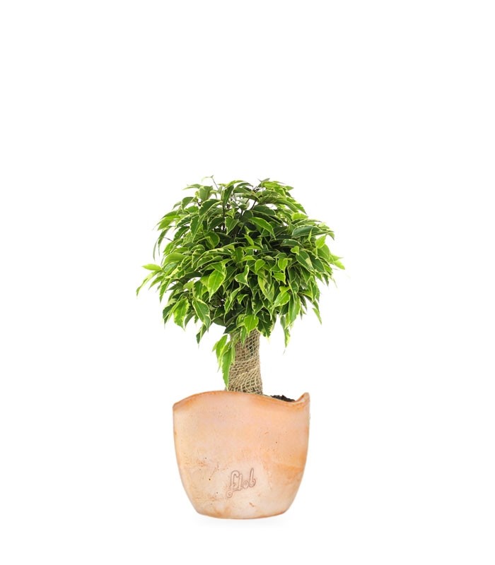 Ficus benjamin - tronchetto
