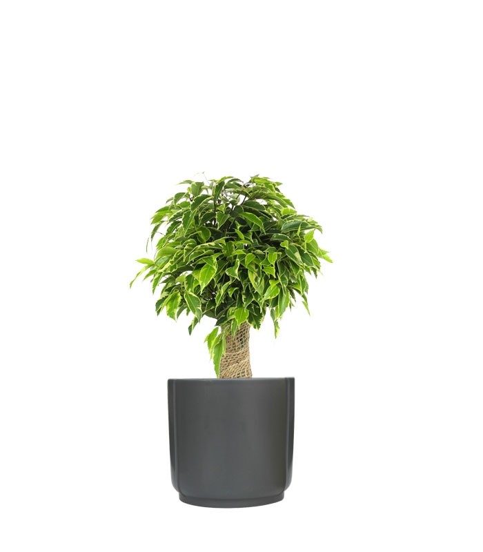 Ficus benjamin - tronchetto