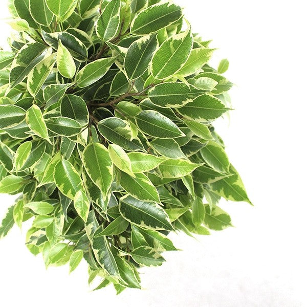 Ficus benjamin - tronchetto