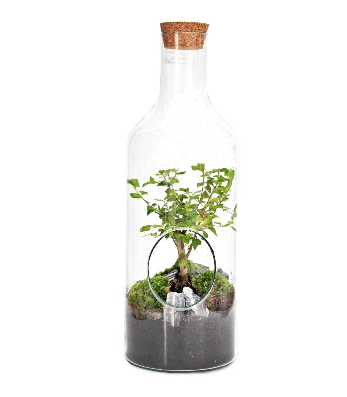Ligustro bonsai in terrarium