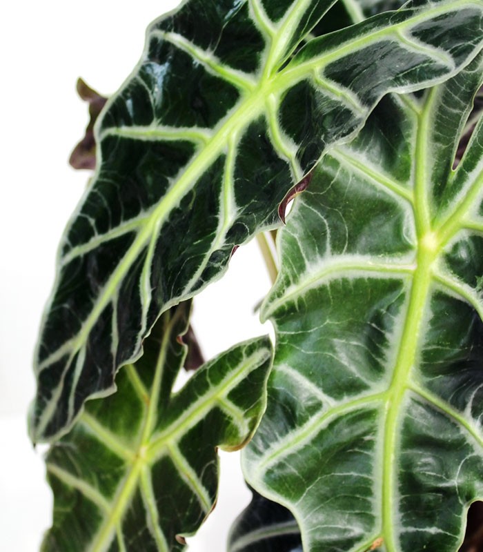 Alocasia vaso 17