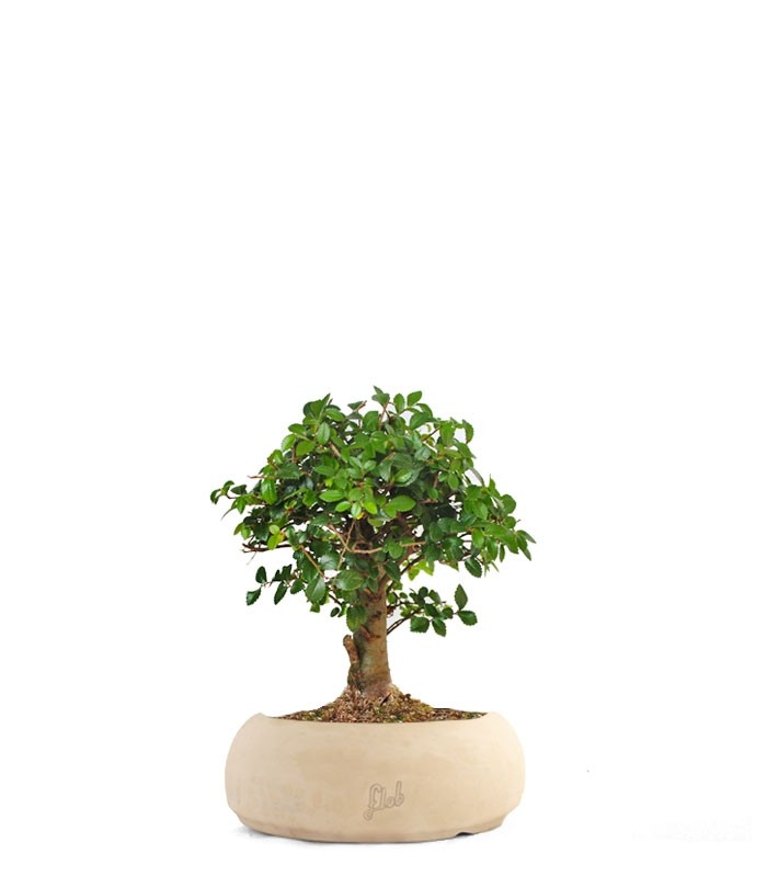 Olmo zelkova alberello