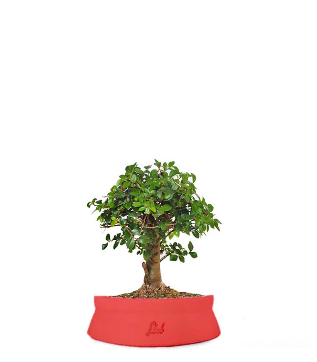 Olmo zelkova alberello