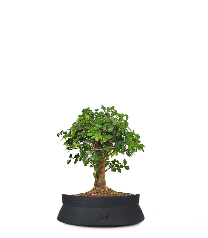Olmo zelkova alberello