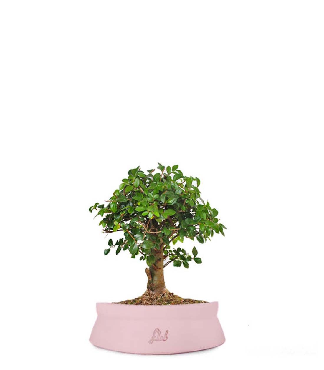 Olmo zelkova alberello