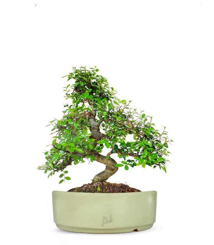 Olmo bonsai M