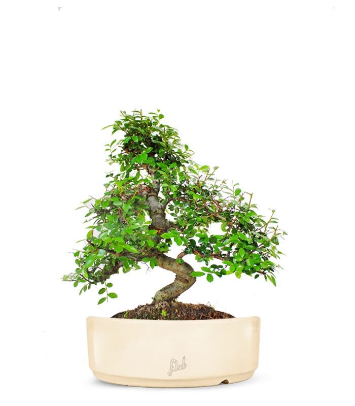Olmo bonsai M