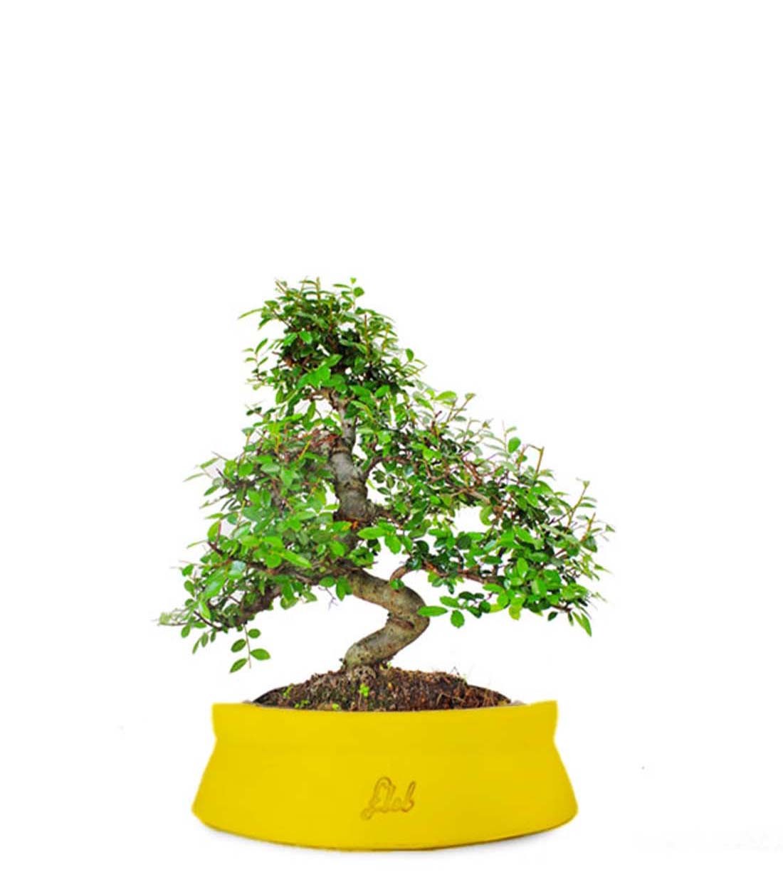Olmo bonsai M