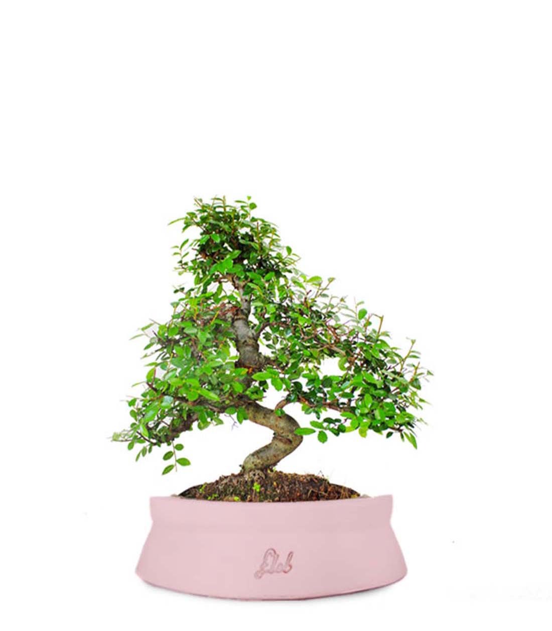 Olmo bonsai M