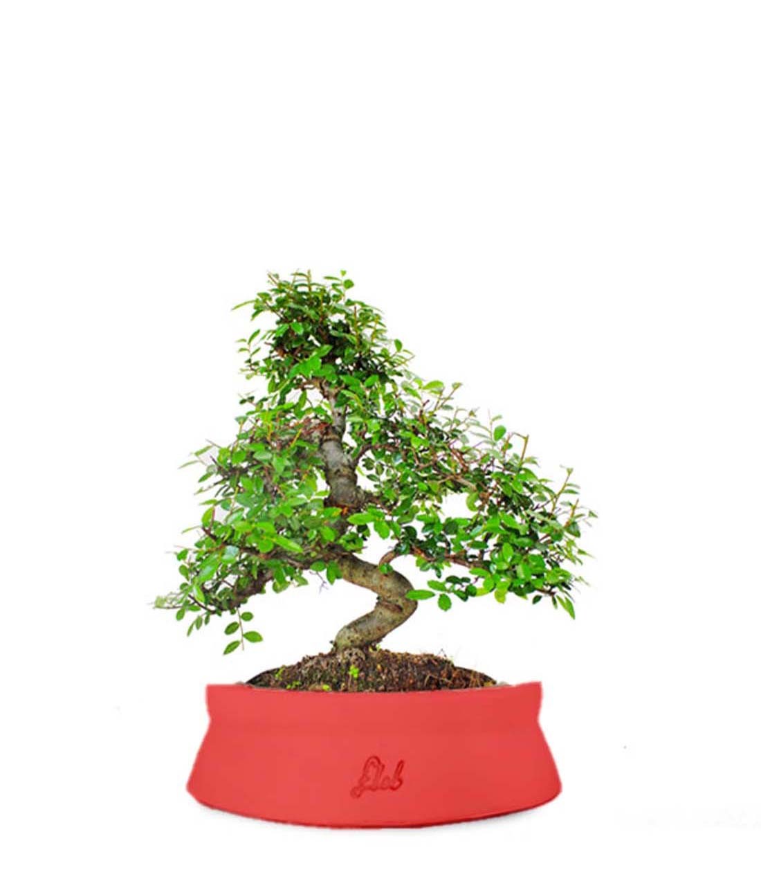 Olmo bonsai M