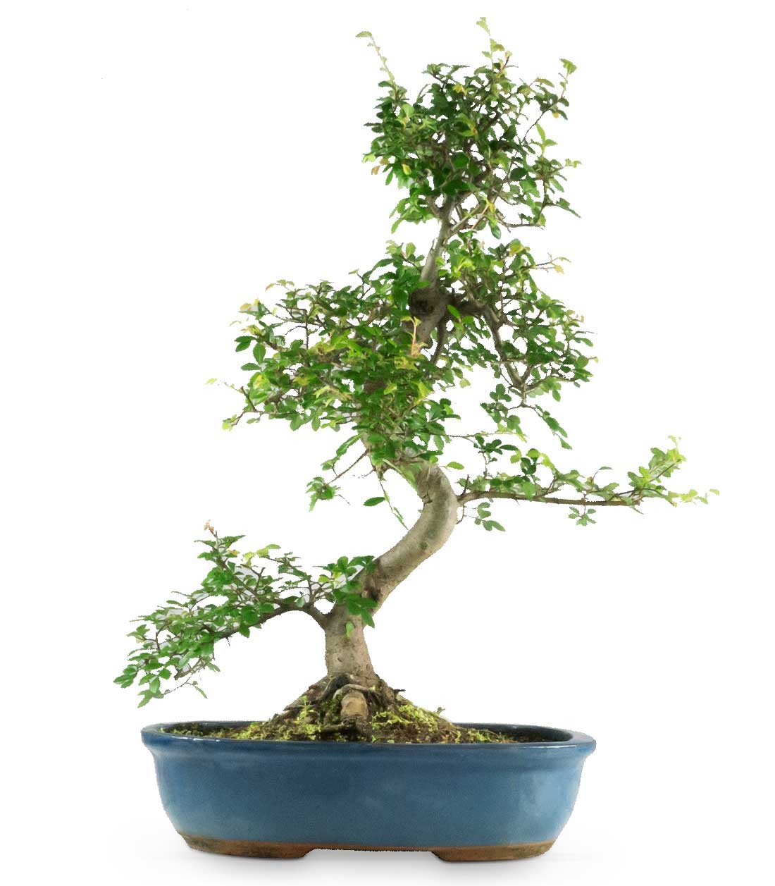 Olmo Bonsai impalcato