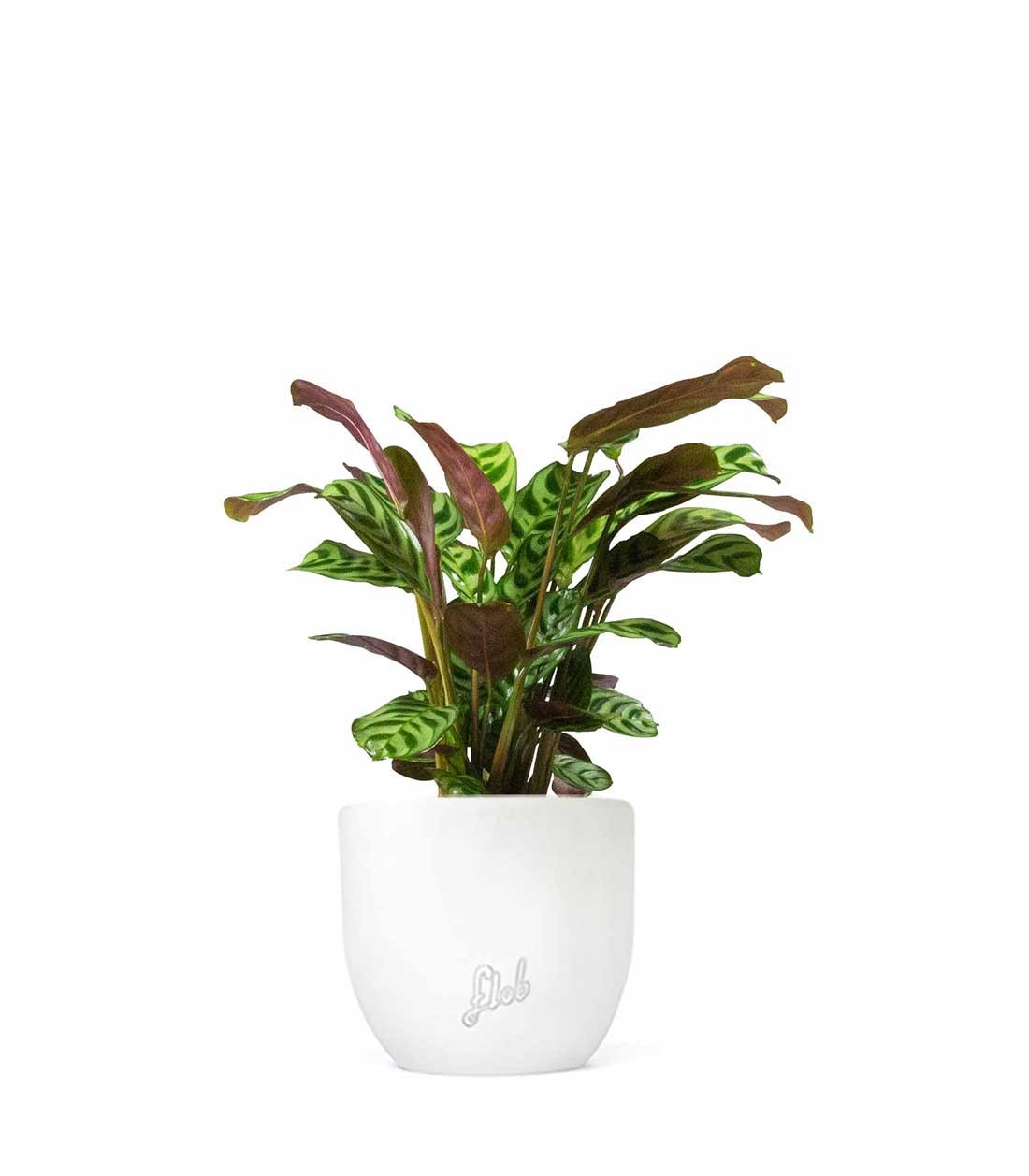 Calathea | Calathea makoyana o maranta
