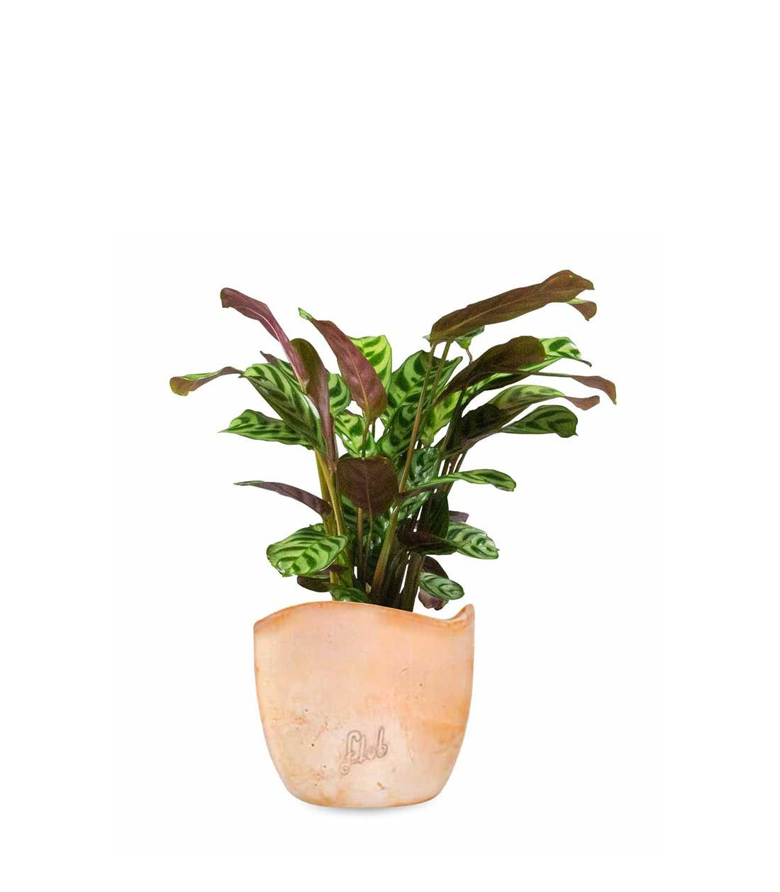 Calathea | Calathea makoyana o maranta