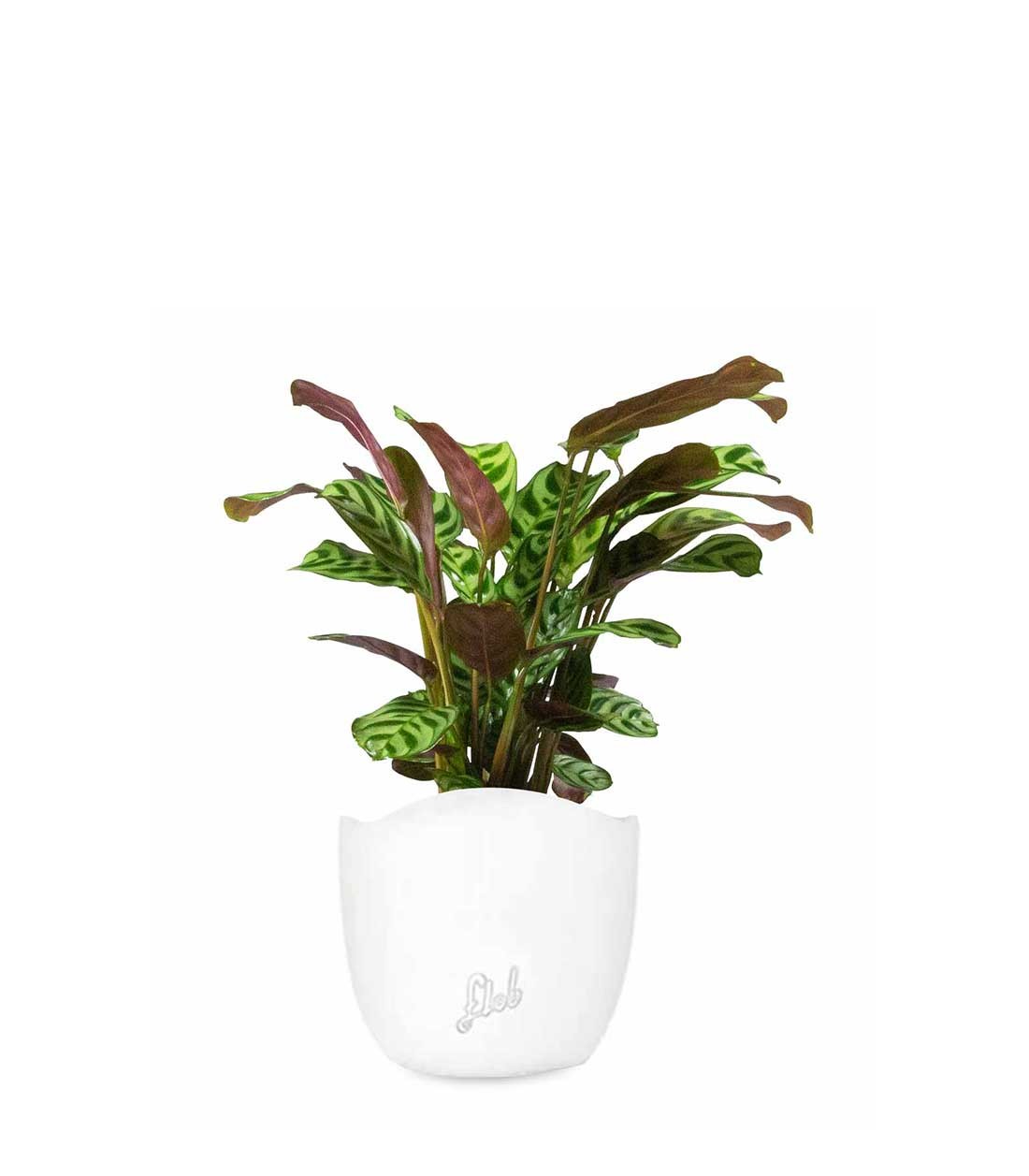 Calathea | Calathea makoyana o maranta