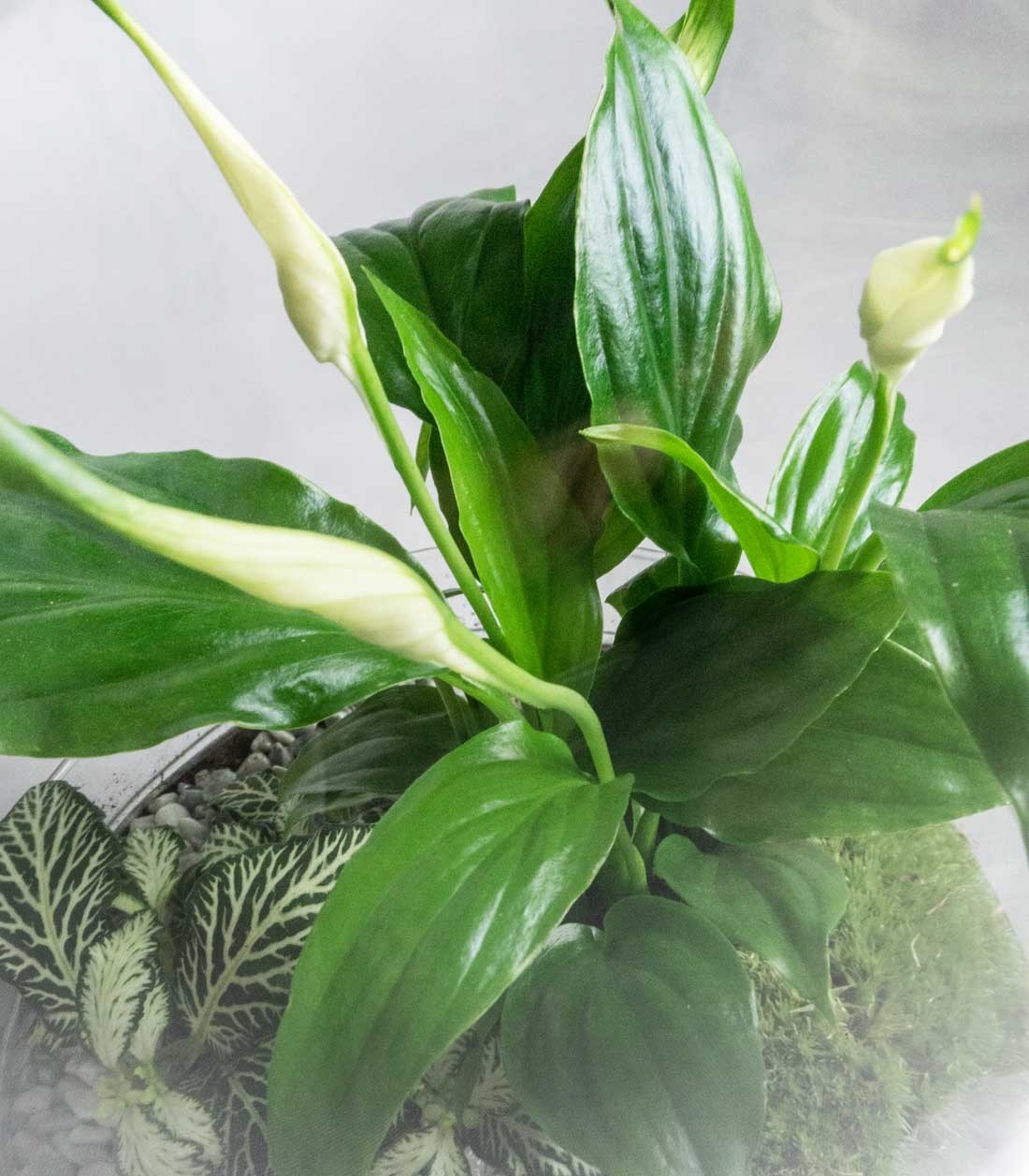 Spatifillo in terrario