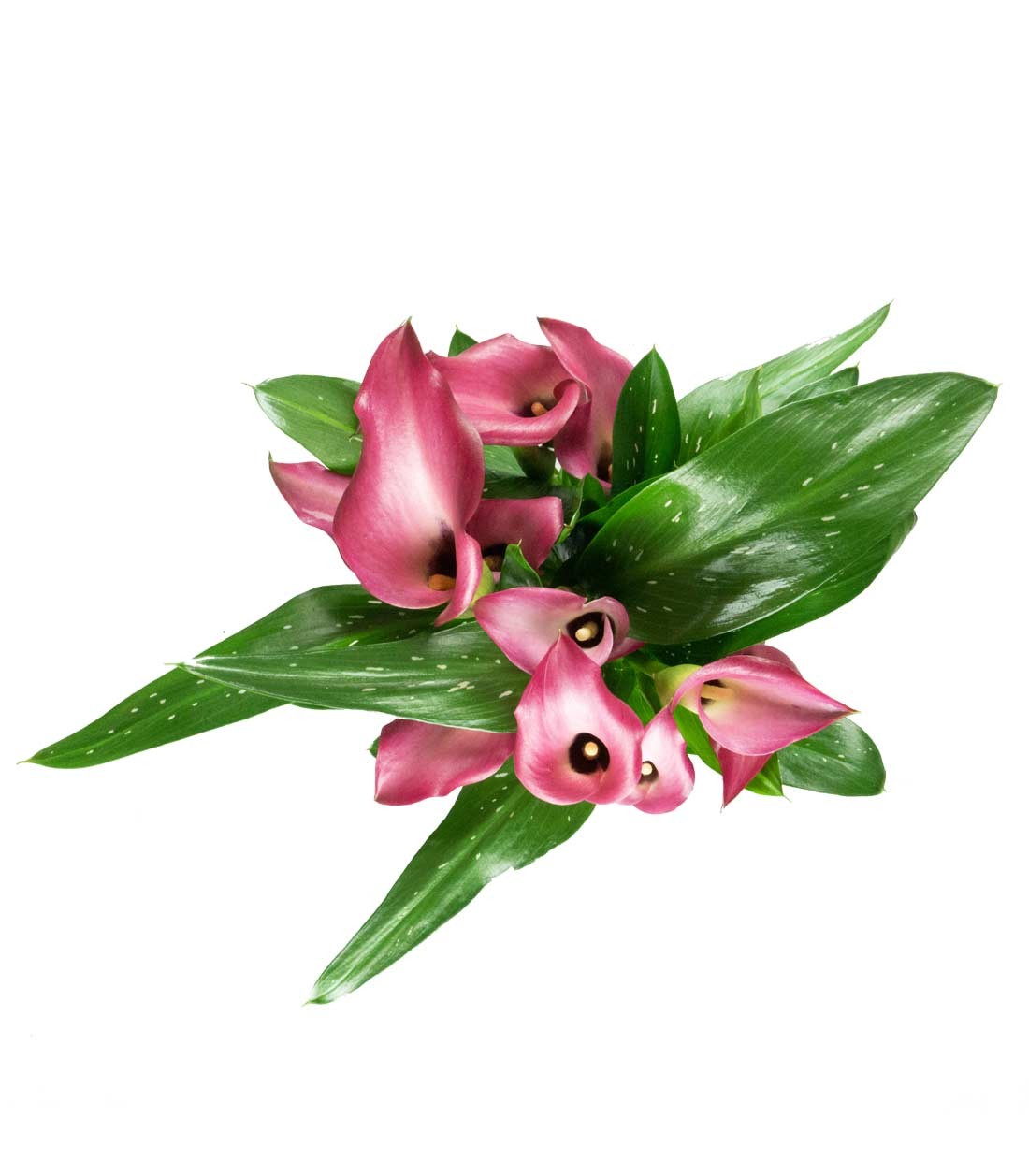 Calla