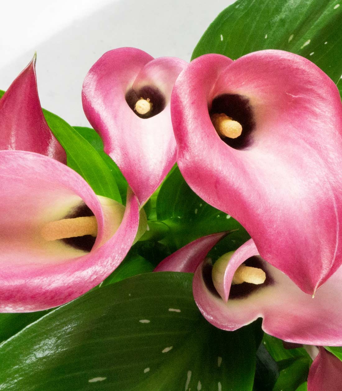 Calla