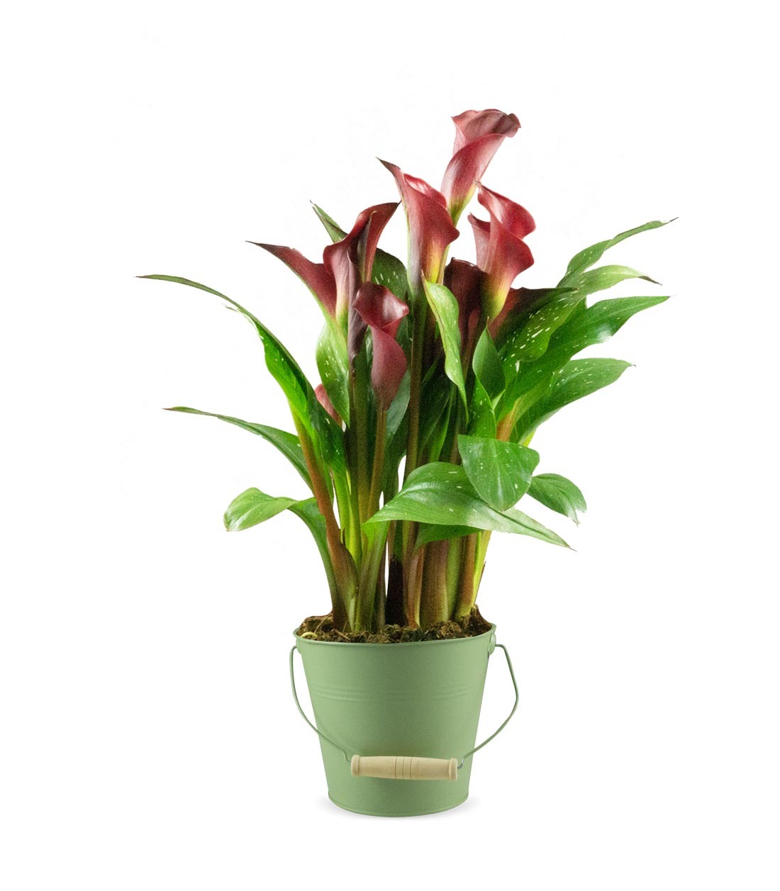 Calla