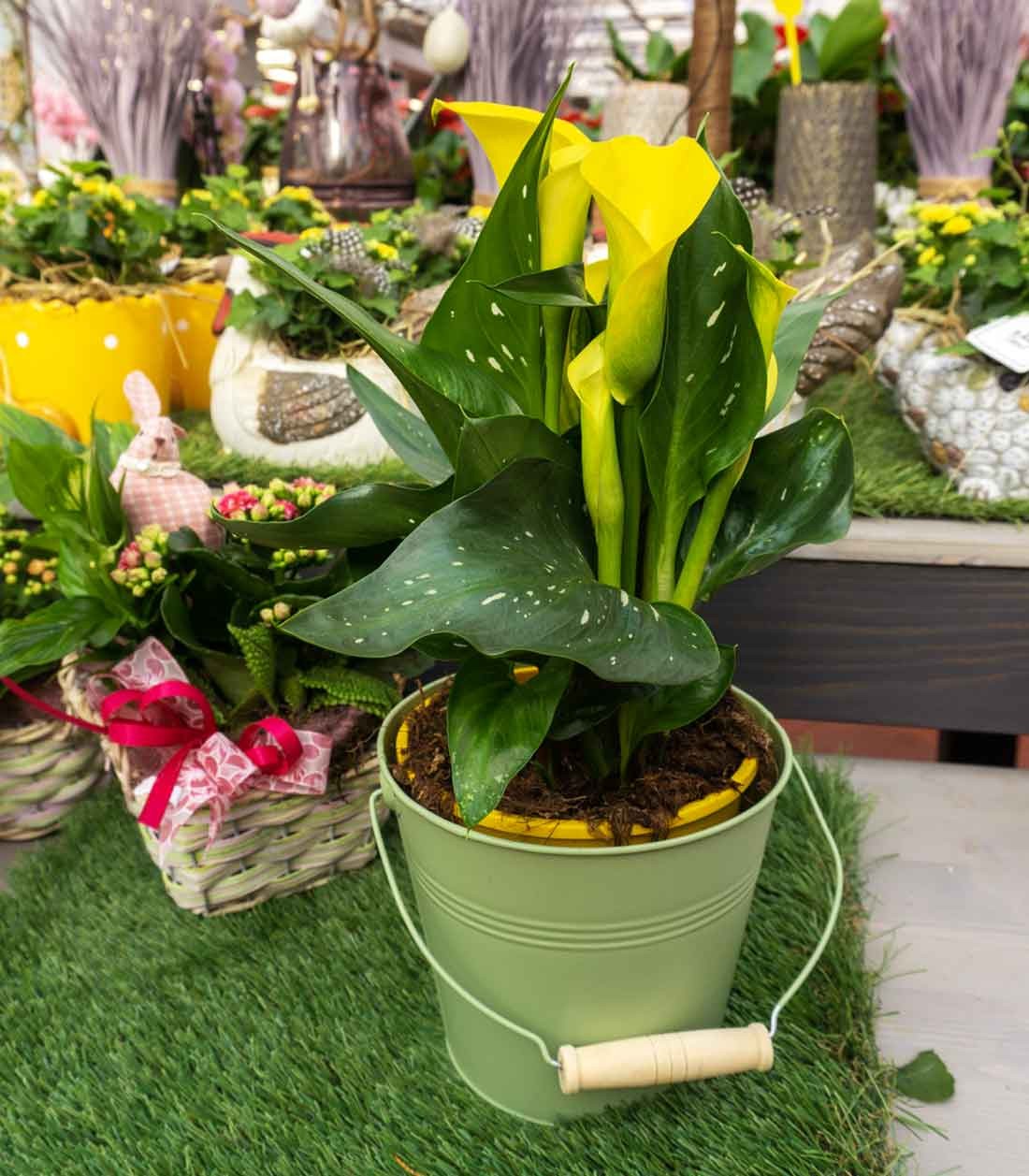 Calla