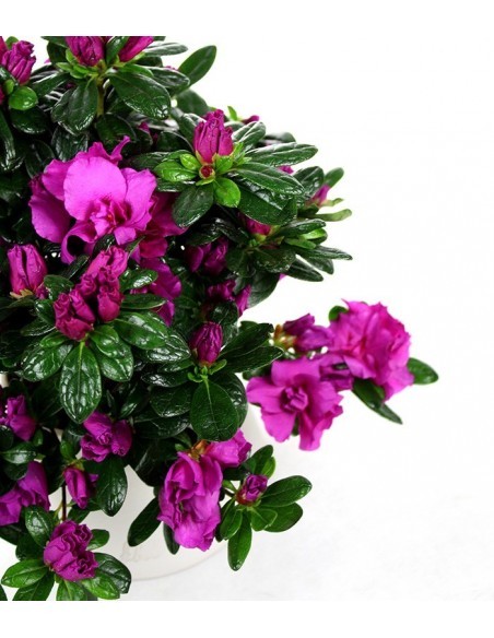 Azalea