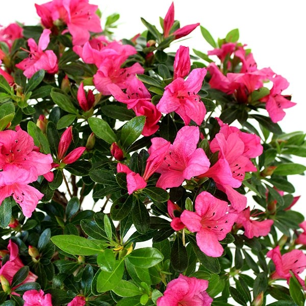 Azalea L