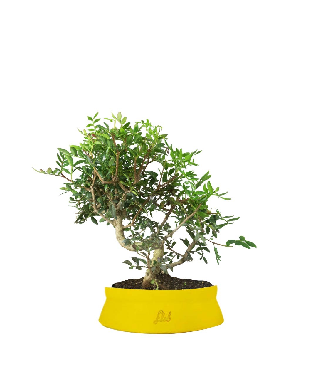Pistacia Lentisco