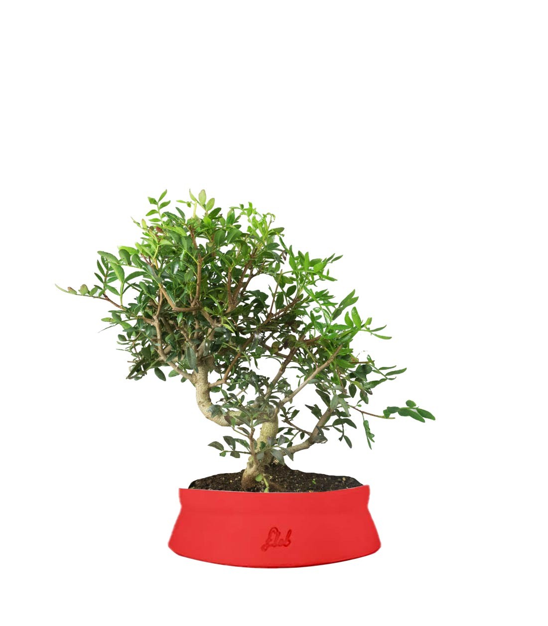 Pistacia Lentisco
