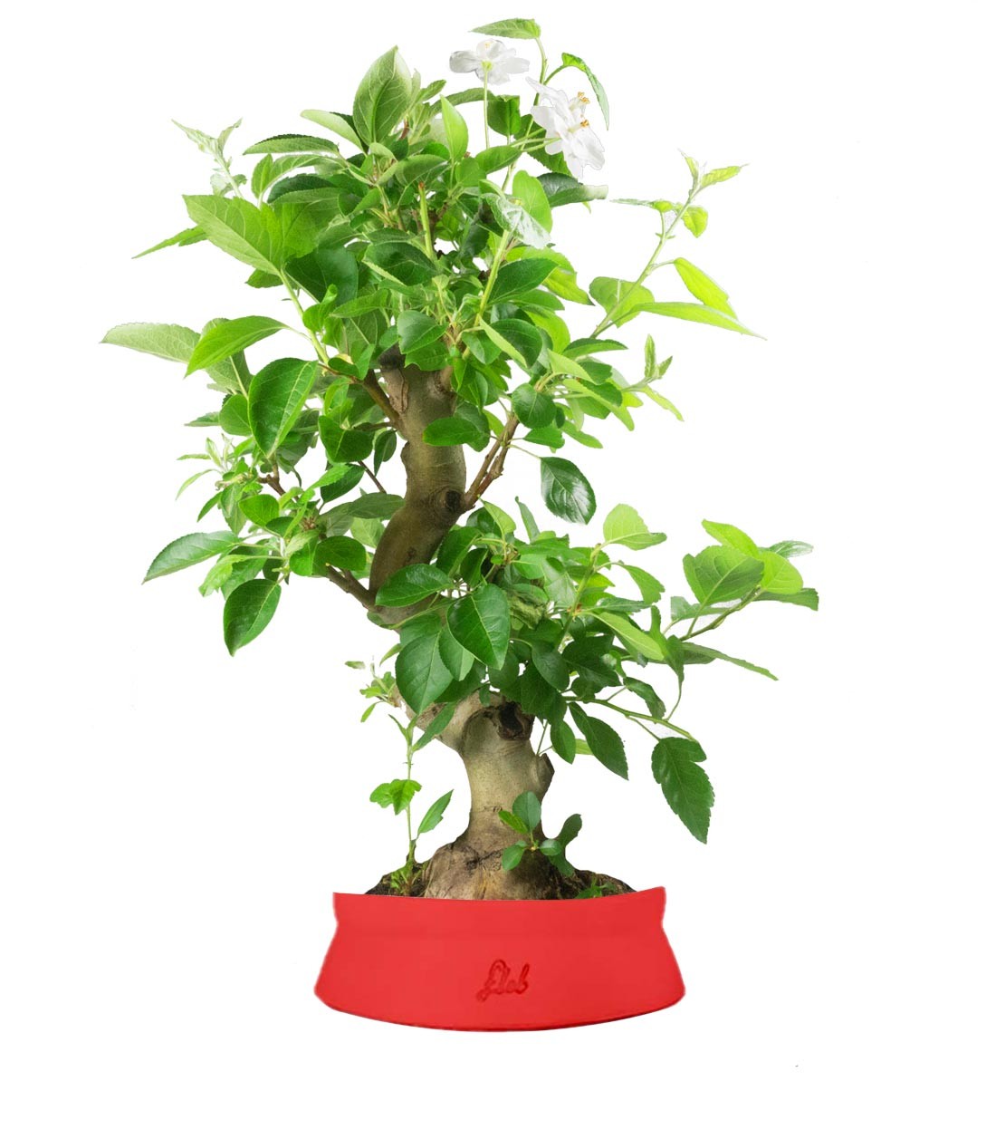 Melo bonsai